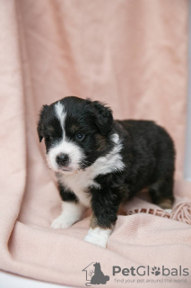 Photo №3. Miniature American Shepherd (Mini Aussie) puppies for sale. Russian Federation