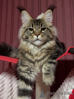 Photo №1. maine coon - for sale in the city of Aston | negotiated | Announcement № 160674