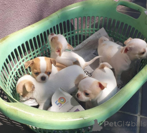 Photo №1. chihuahua - for sale in the city of Warsaw | negotiated | Announcement № 175842