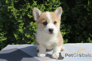 Photo №2 to announcement № 167412 for the sale of welsh corgi - buy in Serbia breeder