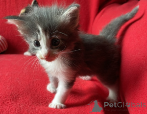 Photo №1. norwegian forest cat - for sale in the city of Kollmar | 361$ | Announcement № 173528