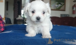 Photo №2 to announcement № 107532 for the sale of maltese dog - buy in Switzerland private announcement