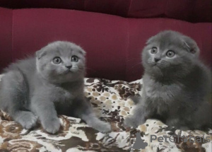 Photo №1. scottish fold - for sale in the city of Pilsen | negotiated | Announcement № 106788