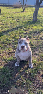 Photo №1. american bully - for sale in the city of Чехтице | 3000$ | Announcement № 94260