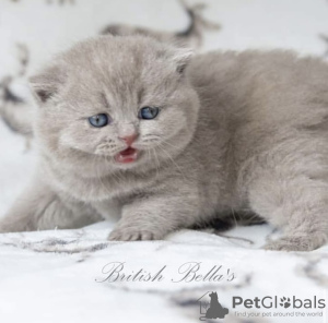 Photo №1. british shorthair - for sale in the city of Berlin | 423$ | Announcement № 101742