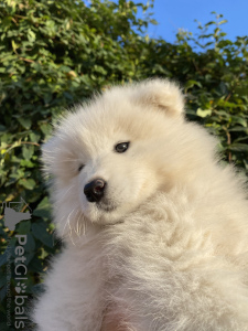 Photo №1. samoyed dog - for sale in the city of Слободзея | negotiated | Announcement № 123540