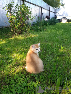 Photo №3. British golden chinchilla kittens. Russian Federation