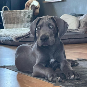 Photo №1. great dane - for sale in the city of Франкфурт | 475$ | Announcement № 78852