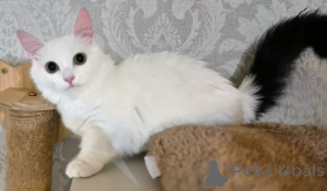 Photo №4. I will sell munchkin in the city of Hamburg. breeder - price - negotiated