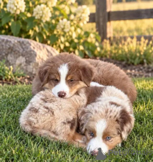 Photo №1. australian shepherd - for sale in the city of Buggenhout | 599$ | Announcement № 176316