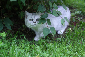 Photo №3. British kittens. Russian Federation