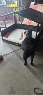 Additional photos: I have both fawn and black pug puppies available both males and females