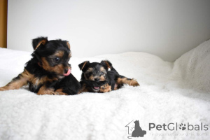Photo №1. yorkshire terrier - for sale in the city of Barcelona | 471$ | Announcement № 141018