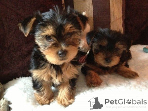 Photo №1. yorkshire terrier - for sale in the city of Freysing | 465$ | Announcement № 169464