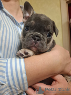 Photo №1. french bulldog - for sale in the city of Kursk | negotiated | Announcement № 124782