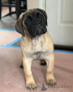 Photo №3. Bullmastiff Puppies for Adoption. Australia