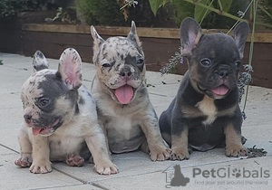 Photo №1. french bulldog - for sale in the city of Kreivilä | Is free | Announcement № 124063