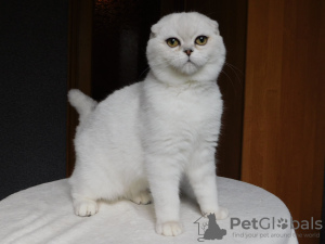 Photo №2 to announcement № 14797 for the sale of scottish fold - buy in Ukraine from nursery, breeder
