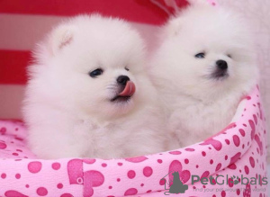 Photo №3. Cute Pomeranian puppies for free adoption. Germany