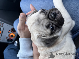 Photo №1. pug - for sale in the city of Brussels | negotiated | Announcement № 40174