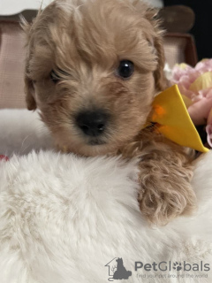 Additional photos: Maltipoo puppy