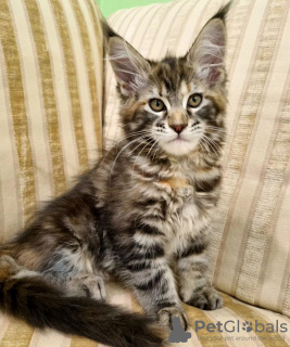 Photo №1. maine coon - for sale in the city of Jacksonville | 350$ | Announcement № 104303