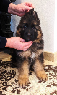 Photo №1. german shepherd - for sale in the city of Kiev | 479$ | Announcement № 5121