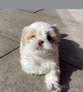 Photo №3. Shih tzu. United States