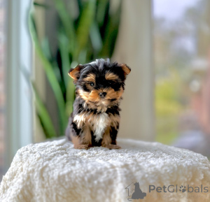Photo №2 to announcement № 172893 for the sale of yorkshire terrier - buy in Czech Republic breeder