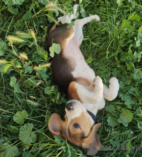 Photo №4. I will sell beagle in the city of Братислава. private announcement - price - negotiated