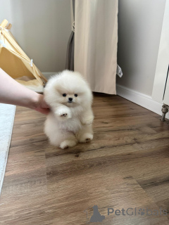 Photo №2 to announcement № 169335 for the sale of pomeranian - buy in Poland breeder