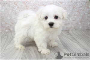 Photo №1. maltese dog - for sale in the city of Berlin | negotiated | Announcement № 115862