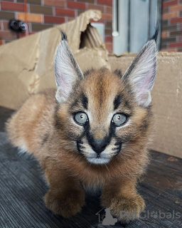 Photo №3. Good caracals cat for local adoption. Guadeloupe