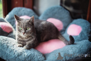 Photo №4. I will sell  in the city of Khimki. from the shelter - price - Is free