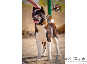 Photo №2 to announcement № 8813 for the sale of american akita - buy in Ukraine from nursery