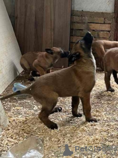 Photo №1. belgian shepherd - for sale in the city of Belgrade | negotiated | Announcement № 164831