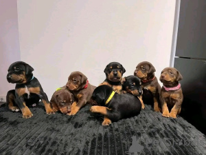 Photo №1. dobermann - for sale in the city of Флорида Сити | 1000$ | Announcement № 138955