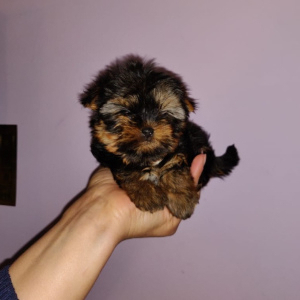 Photo №1. yorkshire terrier - for sale in the city of Kiev | 506$ | Announcement № 4461