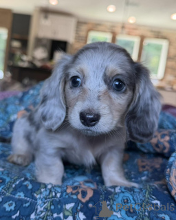 Photo №1. dachshund - for sale in the city of Trier | negotiated | Announcement № 170247