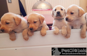 Photo №1. labrador retriever - for sale in the city of Kuwait City | negotiated | Announcement № 134066