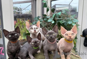 Photo №1. devon rex - for sale in the city of Pieksämäki | 329$ | Announcement № 140910