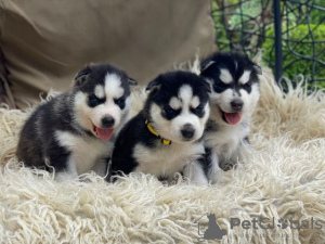 Photo №1. siberian husky - for sale in the city of Vilnius | 317$ | Announcement № 75771