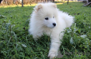 Photo №3. Samoyed puppy. Serbia