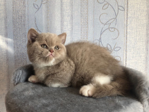 Photo №1. british shorthair - for sale in the city of Ulyanovsk | 1000$ | Announcement № 5609