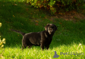 Photo №1. labrador retriever - for sale in the city of Бачка-Паланка | negotiated | Announcement № 123394