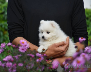 Photo №4. I will sell japanese spitz in the city of Almaty. private announcement, breeder - price - 2375$