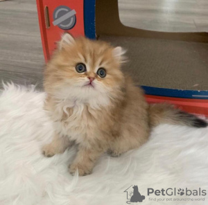 Photo №2 to announcement № 87574 for the sale of persian cat - buy in United States private announcement