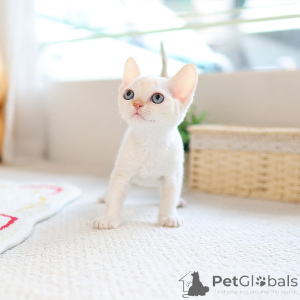 Photo №2 to announcement № 152257 for the sale of devon rex - buy in United Kingdom breeder