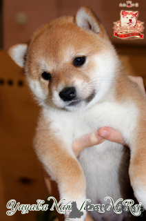 Photo №2 to announcement № 73353 for the sale of shiba inu - buy in Ukraine breeder