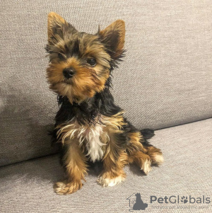 Photo №2 to announcement № 127444 for the sale of yorkshire terrier - buy in Latvia private announcement